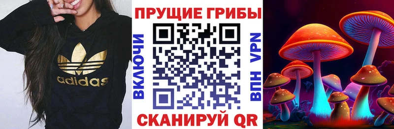 Купить где  Волчанск  Галлюциногенные грибы Psilocybe 